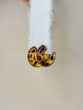 Load image into Gallery viewer, Tortoise Earrings
